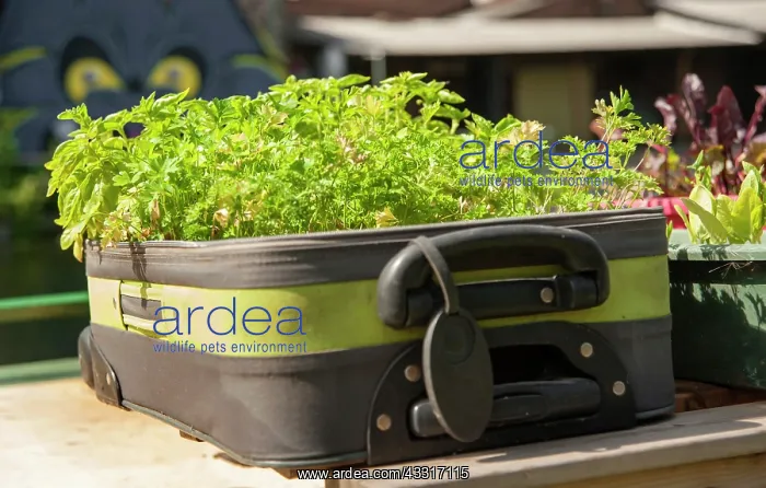 : Parsley, Curly parsley, Petroselinum crispum and : Parsley, Curly parsley, Petroselinum crispum and