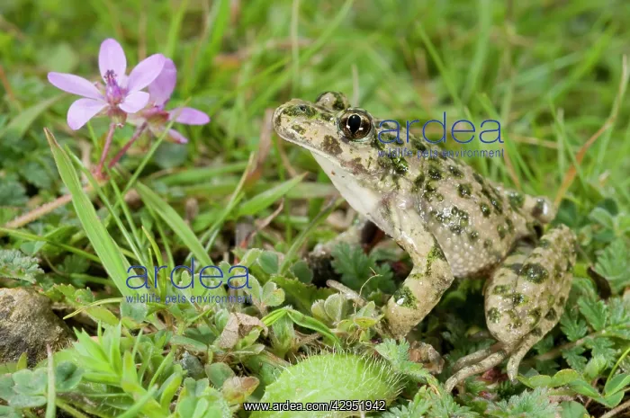 : Parsley Frog : Parsley Frog