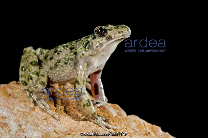 : Parsley Frog : Parsley Frog
