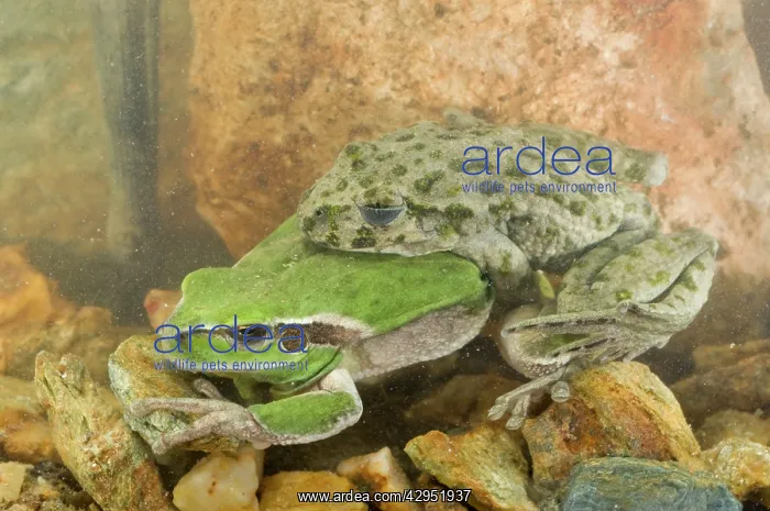: Parsley Frog and Stripeless Tree Frog (Hyla meridionalis) : Parsley Frog and Stripeless Tree Frog (Hyla meridionalis)