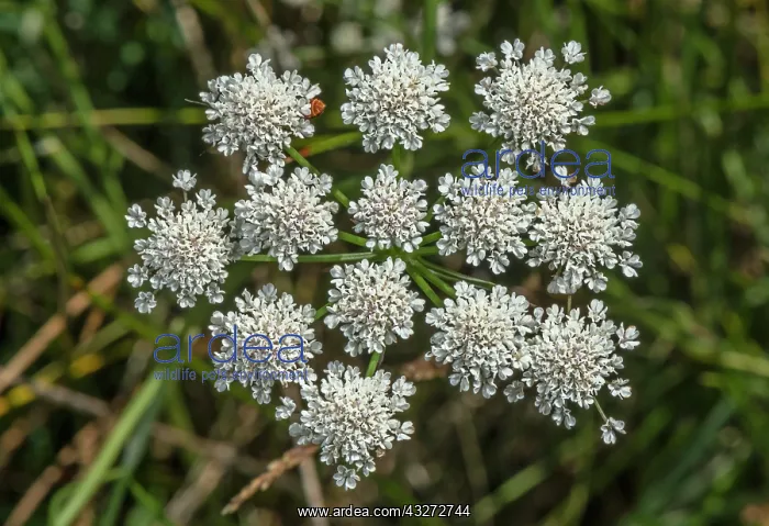 : Parsley water-dropwort, Oenanthe lachenalii, in : Parsley water-dropwort, Oenanthe lachenalii, in