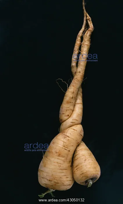: Parsnip, Pastinaca sativa : Parsnip, Pastinaca sativa