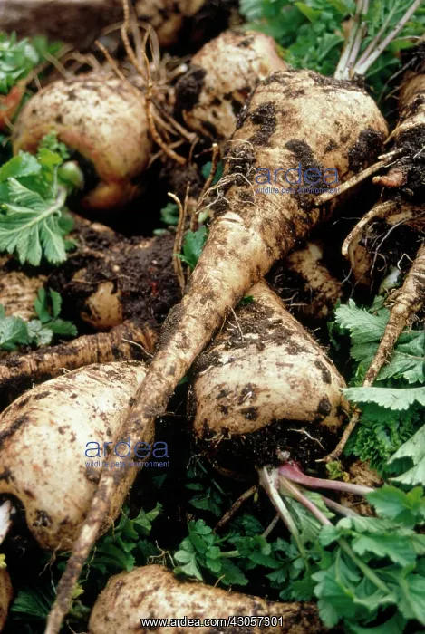 : Parsnip, Pastinaca sativa : Parsnip, Pastinaca sativa
