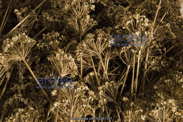 : Parsnip, Pastinaca sativa Kral Russian : Parsnip, Pastinaca sativa Kral Russian