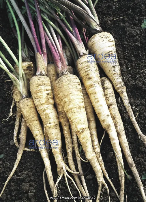 : Parsnip (Pastinaca sativa) : Parsnip (Pastinaca sativa)