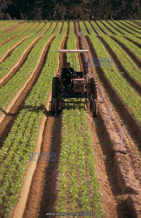 : Parsnip seedlings : Parsnip seedlings