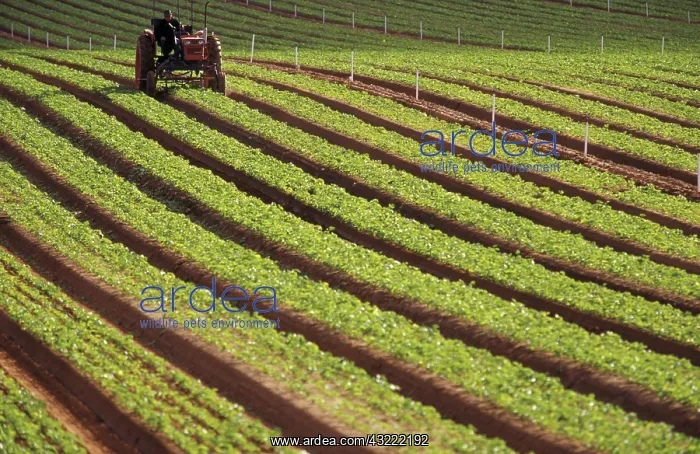 : Parsnip seedlings : Parsnip seedlings