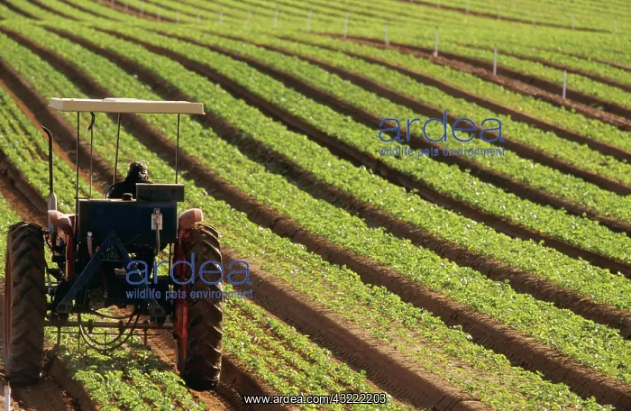 : Parsnip seedlings : Parsnip seedlings