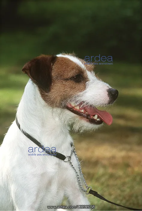 : Parson Jack Russell Terrier DOG - wearing choke chain collar : Parson Jack Russell Terrier DOG - wearing choke chain collar