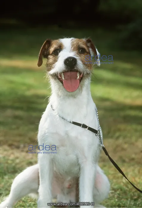 : Parson Jack Russell Terrier DOG - wearing choke chain collar : Parson Jack Russell Terrier DOG - wearing choke chain collar
