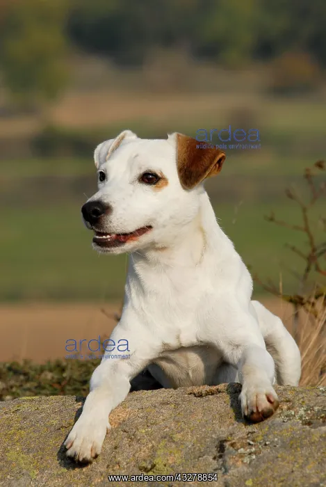  : Parson Jack Russell Terrier, lying