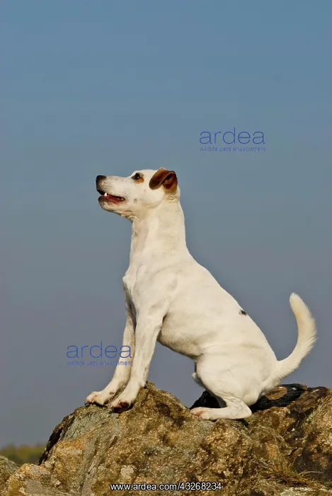 : Parson Jack Russell Terrier, sitting : Parson Jack Russell Terrier, sitting