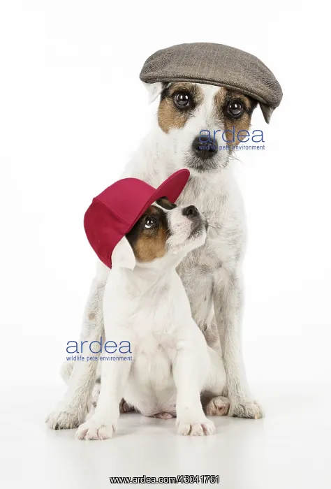 : Parson Jack Russell Terriers Dog adult and puppy : Parson Jack Russell Terriers Dog adult and puppy