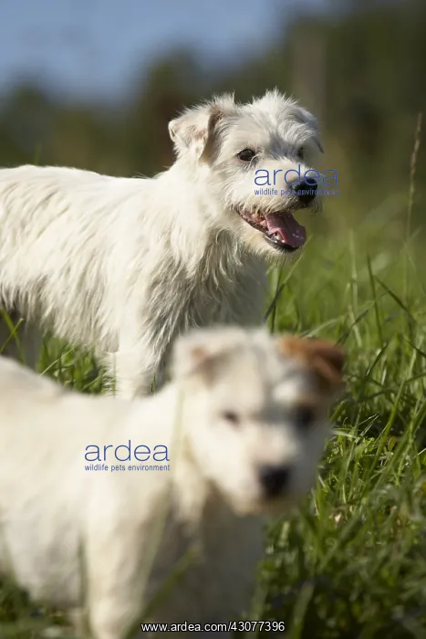 : Two Parson Russel Terriers : Two Parson Russel Terriers
