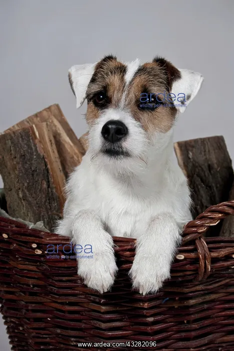 : Parson Russell Terrier in a basket with firewood : Parson Russell Terrier in a basket with firewood