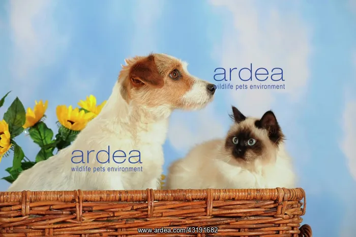 : Parson Russell Terrier and a Birman or a Sacred : Parson Russell Terrier and a Birman or a Sacred