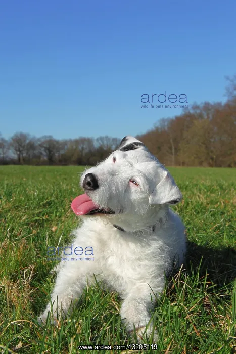 : Parson Russell Terrier (Canis lupus familiaris) : Parson Russell Terrier (Canis lupus familiaris)