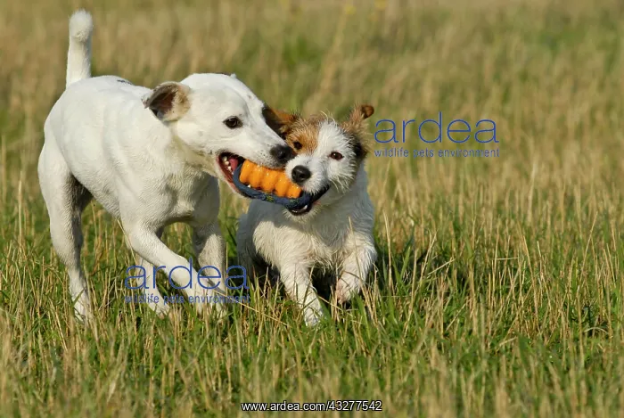 : Parson Russell Terrier and Jack Russell Terrier : Parson Russell Terrier and Jack Russell Terrier