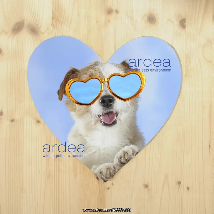 : Parson Russell Terrier looking through a wooden : Parson Russell Terrier looking through a wooden