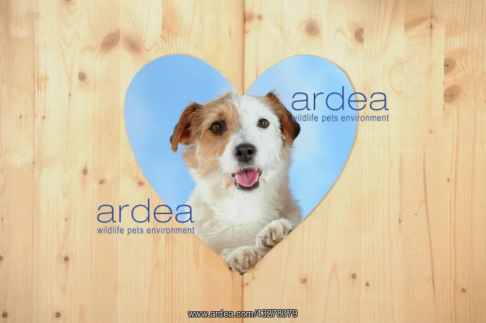 : Parson Russell Terrier looking through a wooden : Parson Russell Terrier looking through a wooden