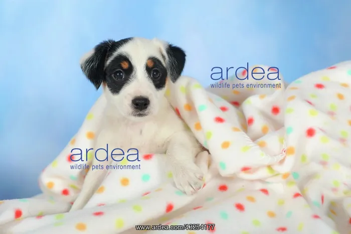 : Parson Russell Terrier lying under a blanket : Parson Russell Terrier lying under a blanket