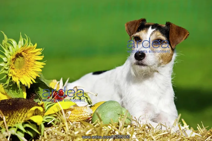 : Parson Russell Terrier lying on straw : Parson Russell Terrier lying on straw