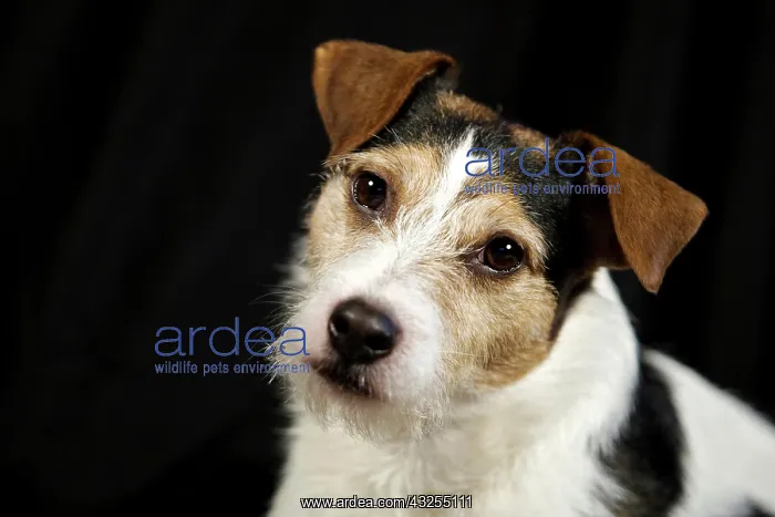 : Parson Russell Terrier, portrait : Parson Russell Terrier, portrait