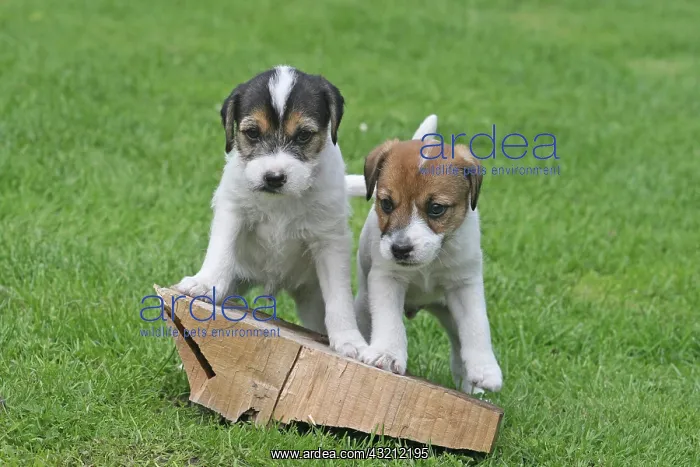 : Parson Russell Terrier puppies, 6 weeks old, next : Parson Russell Terrier puppies, 6 weeks old, next