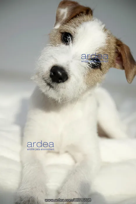 : Parson Russell Terrier puppy, 6 months, lying on : Parson Russell Terrier puppy, 6 months, lying on