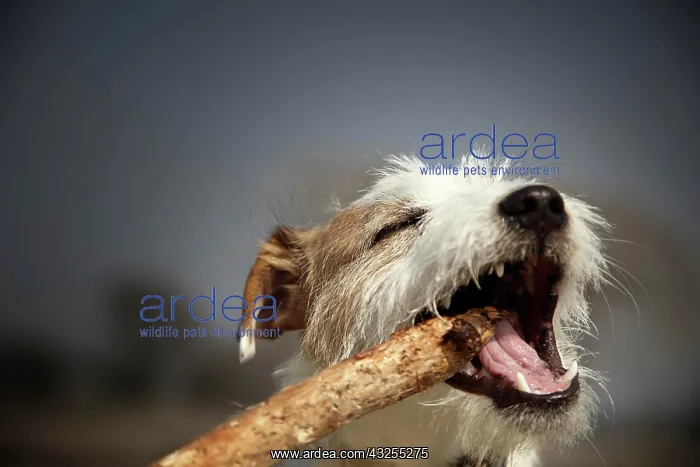 : Parson Russell Terrier puppy, 7 months, biting a : Parson Russell Terrier puppy, 7 months, biting a