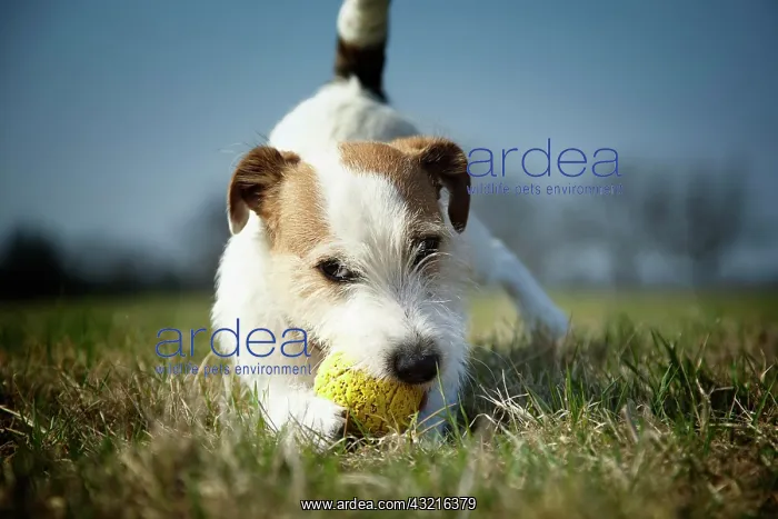 : Parson Russell Terrier puppy, 7 months, playing : Parson Russell Terrier puppy, 7 months, playing