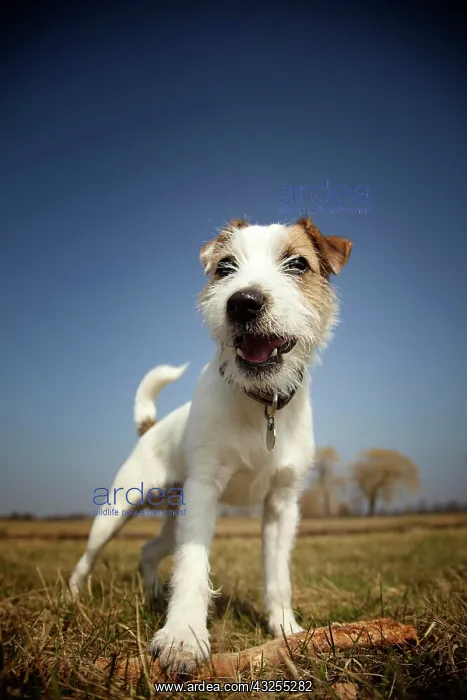 : Parson Russell Terrier puppy, 7 months, standing : Parson Russell Terrier puppy, 7 months, standing