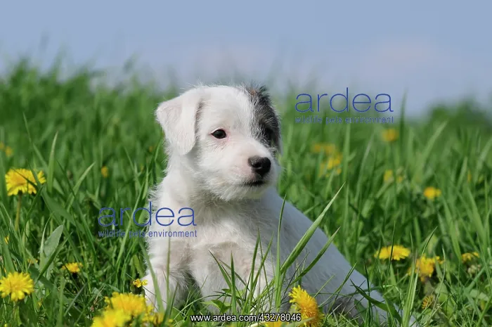 : Parson Russell Terrier, puppy, sitting on a dandelion : Parson Russell Terrier, puppy, sitting on a dandelion