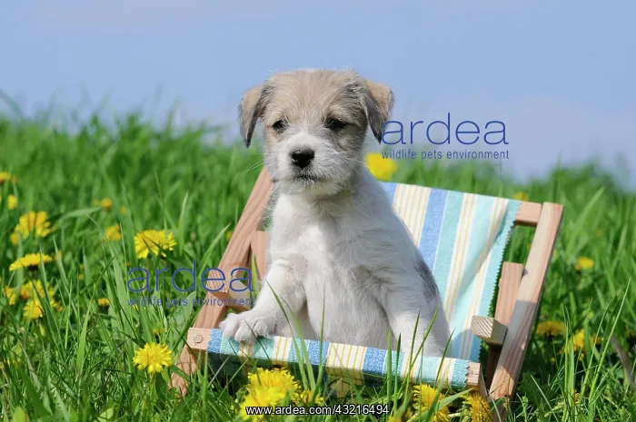 : Parson Russell Terrier puppy sitting in a mini deck : Parson Russell Terrier puppy sitting in a mini deck