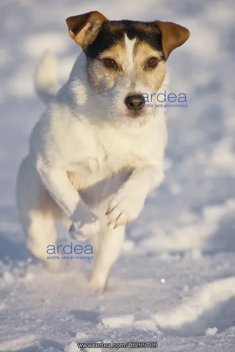 : Parson Russell Terrier running in the snow : Parson Russell Terrier running in the snow
