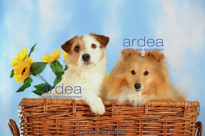  : Parson Russell Terrier and a Sheltie or a Shetland