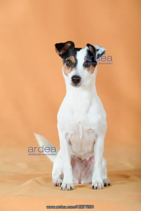 : Parson Russell Terrier sitting : Parson Russell Terrier sitting