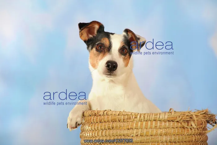 : Parson Russell Terrier sitting in a basket : Parson Russell Terrier sitting in a basket