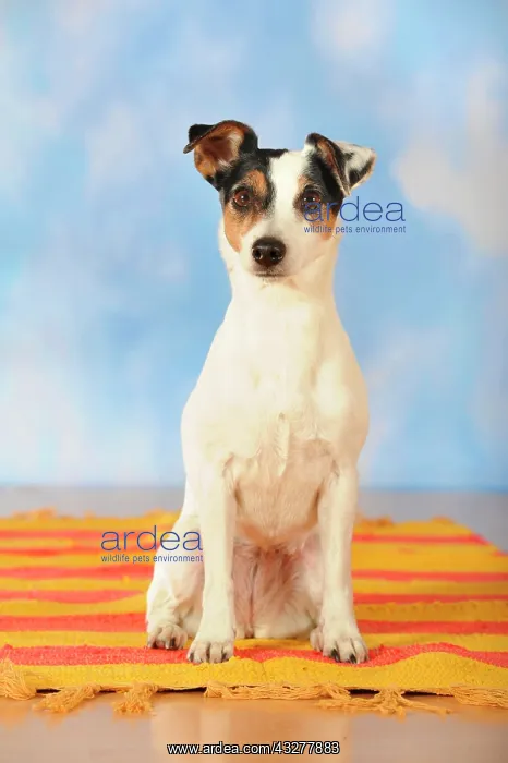 : Parson Russell Terrier sitting on a blanket : Parson Russell Terrier sitting on a blanket