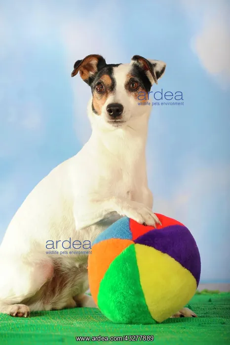 : Parson Russell Terrier sitting next to a colourful : Parson Russell Terrier sitting next to a colourful