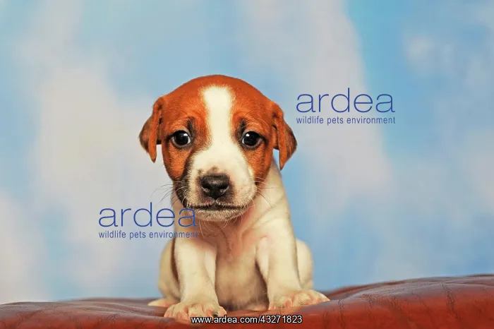 : Parson Russell Terrier sitting on leather cushion : Parson Russell Terrier sitting on leather cushion