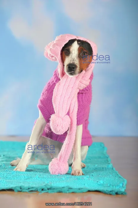 : Parson Russell Terrier wearing a pink scarf and : Parson Russell Terrier wearing a pink scarf and