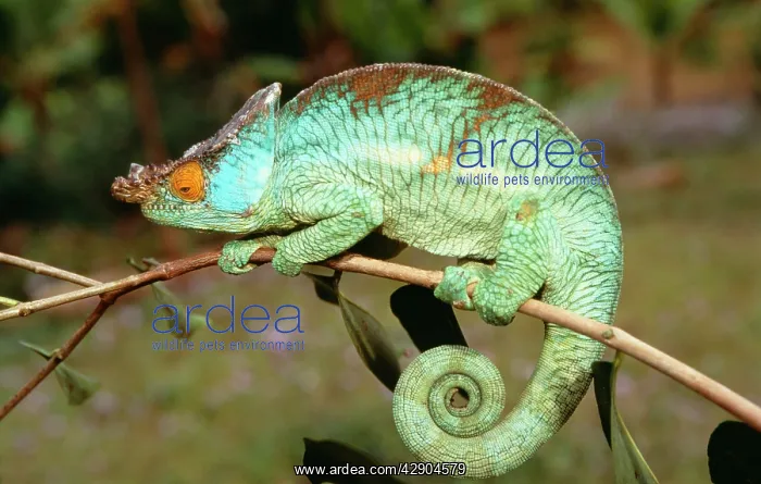 : ParsonIs CHAMELEON - on branch : ParsonIs CHAMELEON - on branch