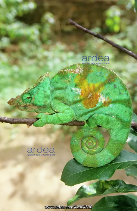 : ParsonIs CHAMELEON - side view showing curled tail : ParsonIs CHAMELEON - side view showing curled tail