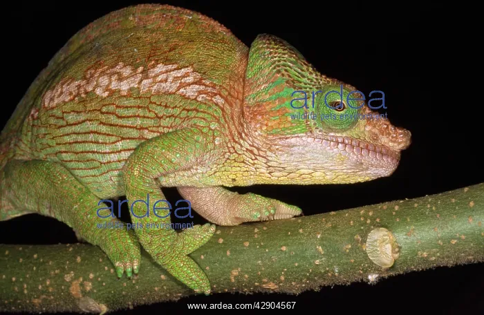  : Parson's Chameleon