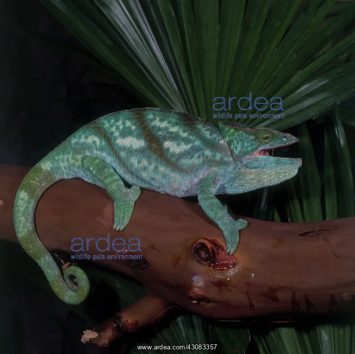 : Parson's Chameleon : Parson's Chameleon