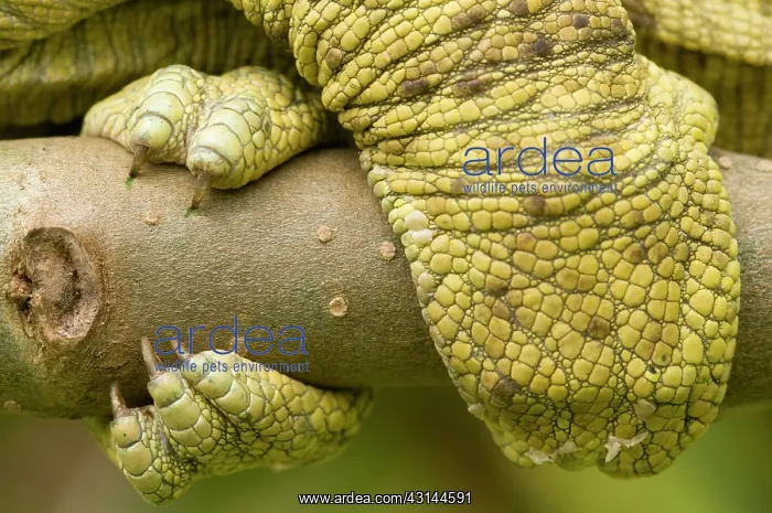 : Parson's Chameleon : Parson's Chameleon