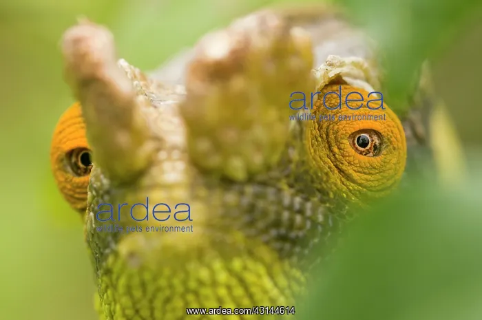 : Parson's Chameleon : Parson's Chameleon
