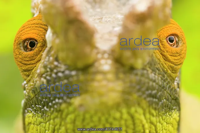 : Parson's Chameleon : Parson's Chameleon