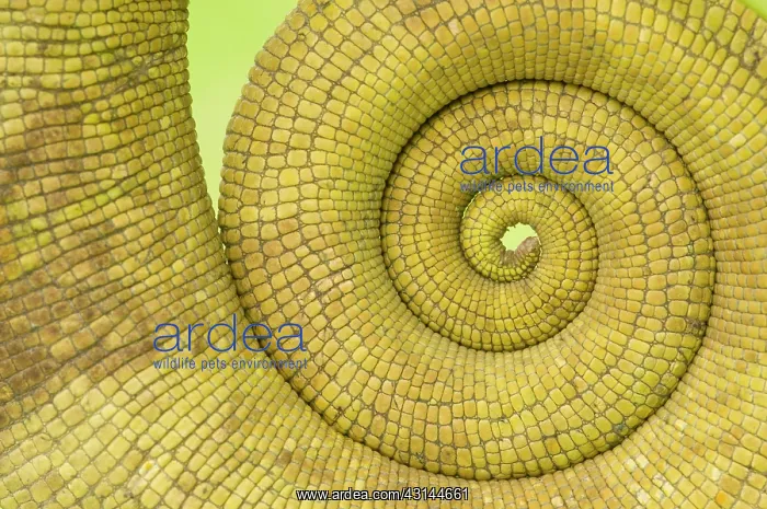: Parson's Chameleon : Parson's Chameleon